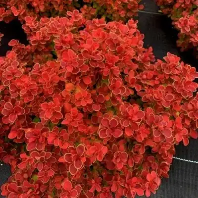 Барбарис РЕД ХОТ ЧИЛИ тунберга в Бобруйске