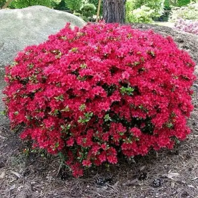 Азалия КАНЗОНЕТТА японская в Бобруйске