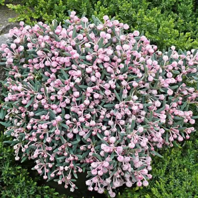 Андромеда БЛЮ АЙС многолистная   в Бобруйске