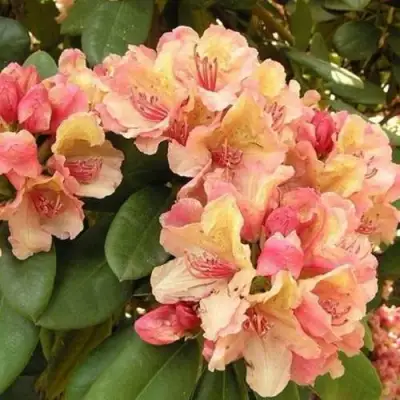 Рододендрон ФЛАУТАНДО в Бобруйске