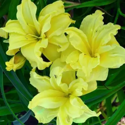 Лилейник ДАБЛ РИВЕР ВАЙ гибридный в Бобруйске