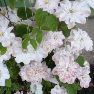 Клематис ИННОСЕНТ БЛАШ в Бобруйске