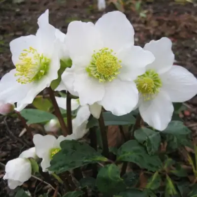 Морозник ЧЕРНЫЙ в Бобруйске