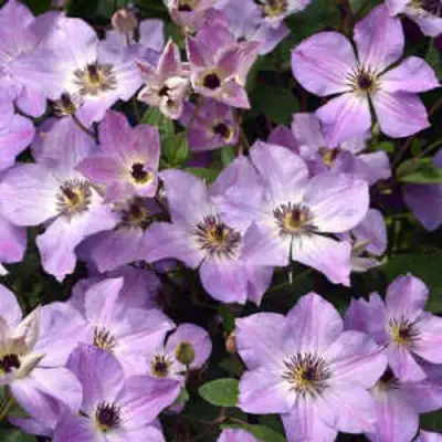 Клематис МОНИНГ СКАЙ в Бобруйске