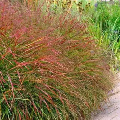 Просо ШЕНАНДО прутьевидное в Бобруйске