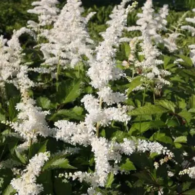 Астильба ДОЙЧЛАНД японская в Бобруйске