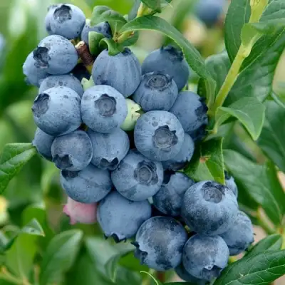 Голубика ХАРДИБЛЮ в Бобруйске