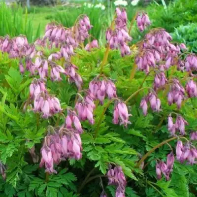 Дицентра изящная в Бобруйске