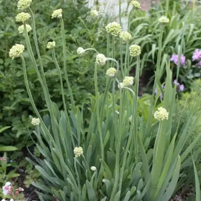 Лук слизун в Бобруйске