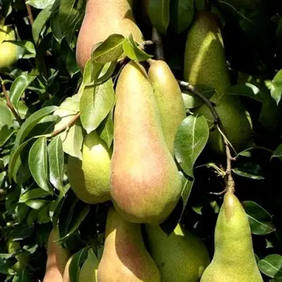 Груша КОНКОРД в Бобруйске