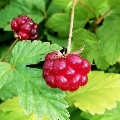 Княженика АННА в Бобруйске