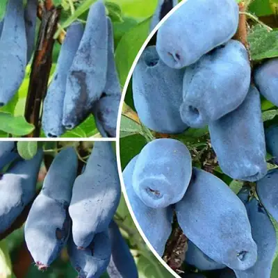 Комплект СИЯНИЕ ГЛАЗ в Бобруйске