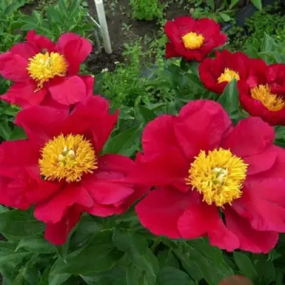 Пион АМЕРИКА травянистый в Бобруйске