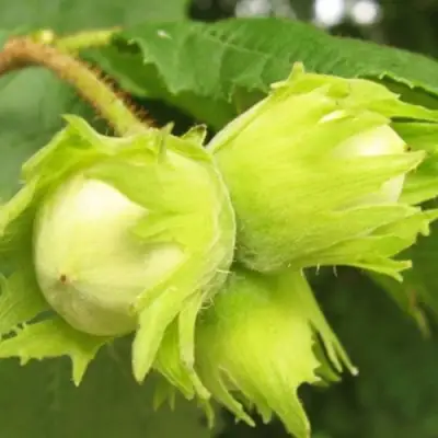 Фундук КАТАЛОНСКИЙ в Бобруйске