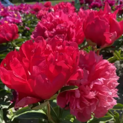 Пион БЕЛГРАВИЯ травянистый в Бобруйске