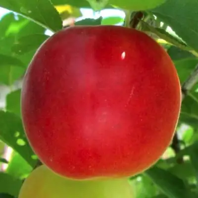 Плумкот БИРИКОККОЛО БОЛОГНЕС в Бобруйске