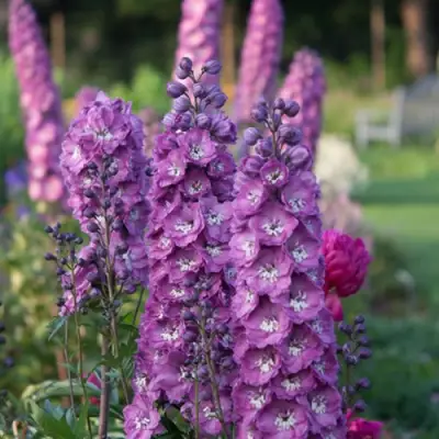 Дельфиниум ДЕЛЬФИС ПИНК ПАУЭ высокий в Бобруйске