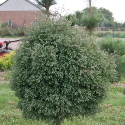 Туя вересковидная в Бобруйске
