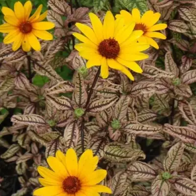 Гелиопсис САММЕР ПИНК в Бобруйске