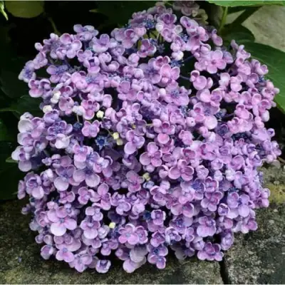 Гортензия АИША крупнолистная  в Бобруйске