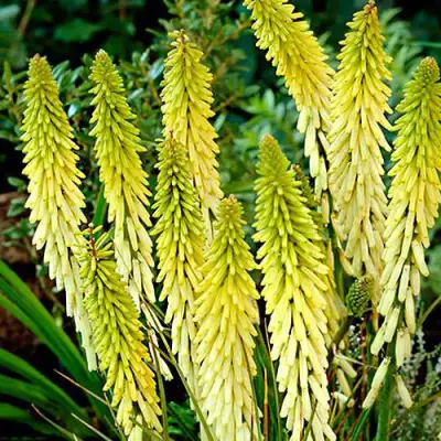 Книфофия ЛИТТЛ МЕЙД гибридная в Бобруйске