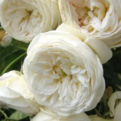 Роза АРТЕМИС шраб в Бобруйске