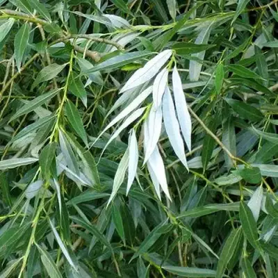 Ива ломкая  в Бобруйске