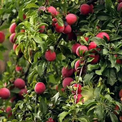 Слива КЛЕОПАТРА в Бобруйске