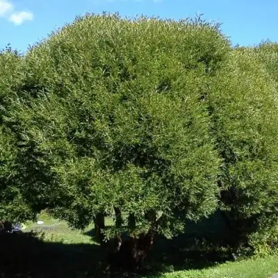 Ива ломкая  в Бобруйске