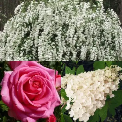 Комплект ВЕЧНАЯ КЛАССИКА в Бобруйске