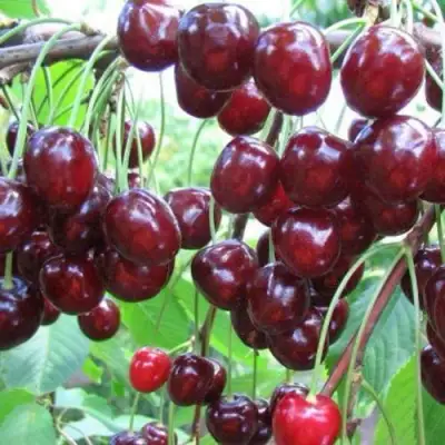 Черешня ОВСТУЖЕНКА в Бобруйске