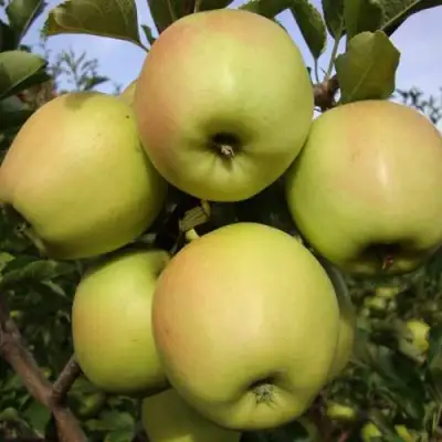 Яблоня СКИФСКОЕ ЗОЛОТО в Бобруйске