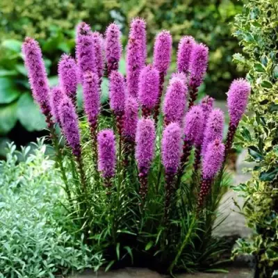 Лиатрис РОЗЕА колосковая в Бобруйске