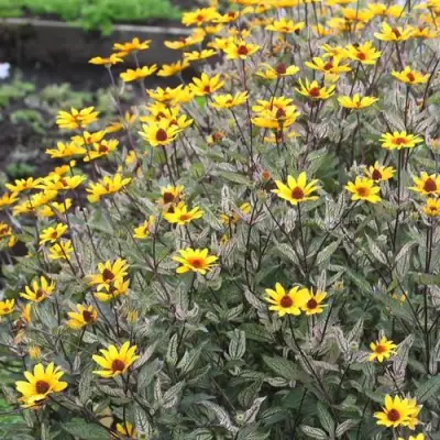 Гелиопсис САММЕР ПИНК в Бобруйске