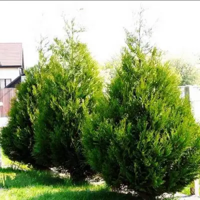 Туя АТРОВИРЕНС складчатая в Бобруйске
