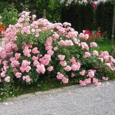 Роза БОНИКА флорибунда в Бобруйске