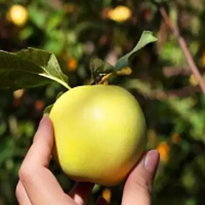 Яблоня РОССИЯНКА в Бобруйске