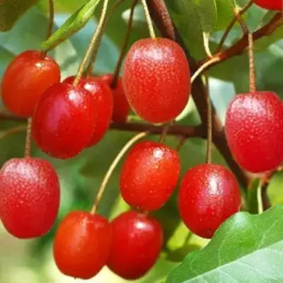 Гуми ТАИСА (ЛОХ МНОГОЦВЕТКОВЫЙ) в Бобруйске