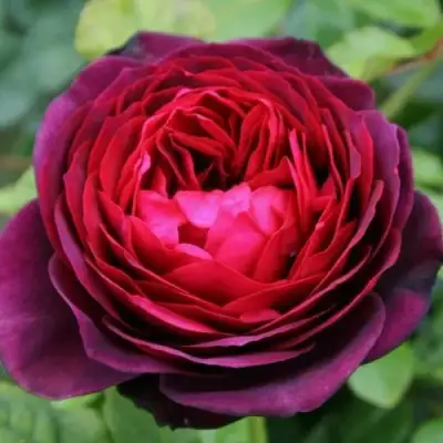 саженцы розы АСТРИД ГРАФИН ФОН ХАРДЕНБЕРГ