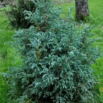 Кипарисовик БЕБИ БЛЮ горохоплодный в Бобруйске