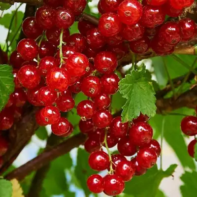 Смородина красная НАТАЛИ в Бобруйске