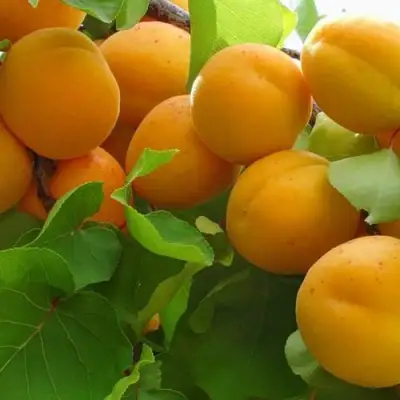 Абрикос ЖИГУЛЕВСКИЙ СУВЕНИР в Бобруйске