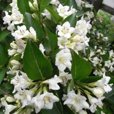 Вейгела БРИСТОЛЬСКАЯ СНЕЖИНКА в Бобруйске