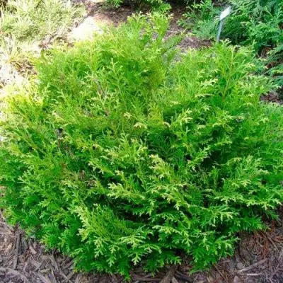 Туевик НАНА долотовидный  в Бобруйске