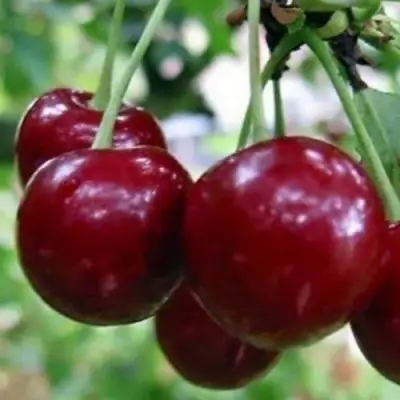 Вишня ГРИОТ БЕЛОРУССКИЙ в Бобруйске