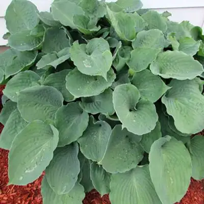 Хоста МУНЛАЙТ СОНАТА гибридная в Бобруйске