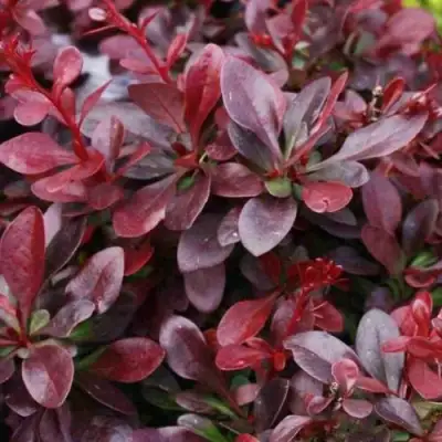 Барбарис АТРОПУРПУРЕА НАНА тунберга в Бобруйске