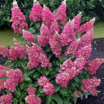 Гортензия МЕГА МИНДИ метельчатая в Бобруйске