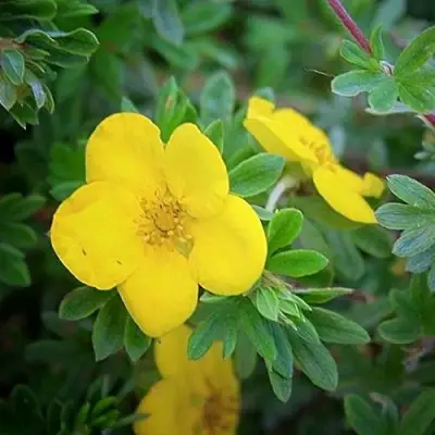 Лапчатка ГОЛДСТАР кустарниковая в Бобруйске