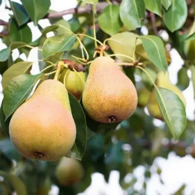 Груша ВЫСТАВОЧНАЯ в Бобруйске